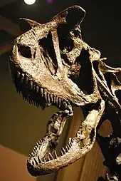 The skull of the Carnotaurus mount.