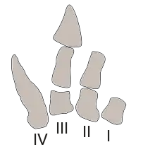 Drawing of the hand bones of Carnotaurus