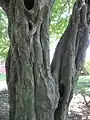 Bark of a mature tree