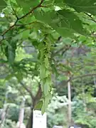 Unripe seed propagules