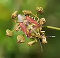 Carpocoris purpureipennis