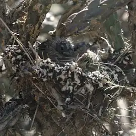 Older nestlings in nest in a tree cholla