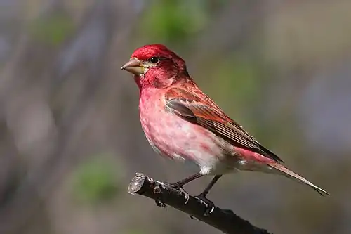 A purple finch (North America).