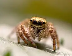 Female, front view