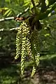 Catkins of male flowers