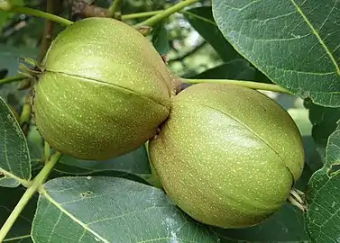 Maturing fruit