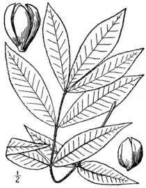 Illustration from Britton and Brown (1913)