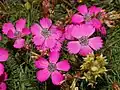 Flowers of Dianthus Pavonius