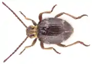 Casapus radiosus