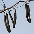 Fruit pods