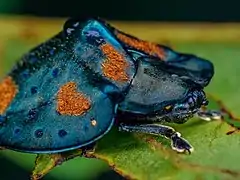 Blue and orange tortoise-beetle Stolas cf. conspersa from Brazil