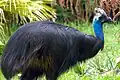 Cassowary