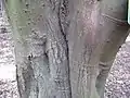 Bark of base of mature tree