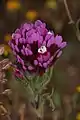 Antelope Valley Purple owl's clover