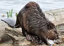 North American Beaver on a river bank