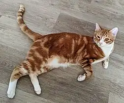 Orange blotched tabby and white cat