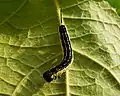 Middle instar larva