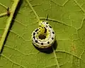 Early instar larva