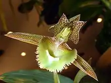 Catasetum fimbriatum