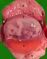 Opened uterus with cat fetus in midgestation: 1 umbilicus, 2 amniotic sac (chorion and amnion), 3 allantois, 4 yolk sac, 5 developing marginal hematoma, 6 maternal part of placenta (endometrium)