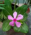 Potted Plant in New Delhi