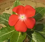 Red cultivar of Madagascar Periwinkle