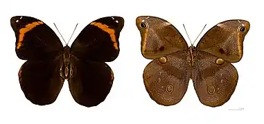 Catoblepia xanthus - MHNT