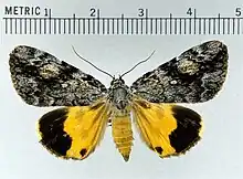 Catocala amicagirlfriend underwingtype species of Corisce