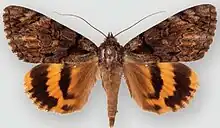 Catocala delilahDelilah underwing