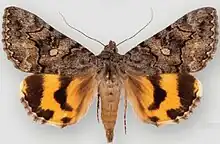 Catocala mcdunnoughiMcDunnough's underwing