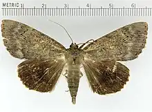 Catocala obscuraobscure underwing