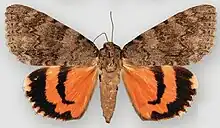 Catocala texanaeTexan underwing