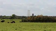 Square church tower showing above tees and shrubs. In the foreground is a grass field with cattle.