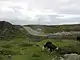 Cattle grazing within a hut circle above Porth Dafarch