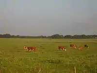 Cattle grazing on ranch lands between Beeville and Goliad, Texas
