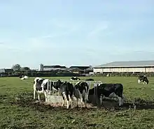 Cattle around an outdoor feeder