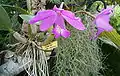 Cattleya nobilior