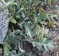 C. pilosus, hairy basal leaves & stem