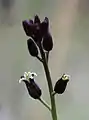 Caulanthus pilosus flowers close