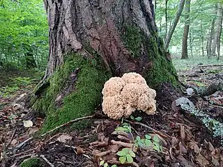 Sparassis crispa growing at the base of a fir tree near Ehrenbach