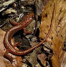 A reddish salamander with black spots hiding among leaves.