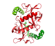 A small dimer representing the structures of two toxin molecules is associated with the c-terminal domains of the associated antitoxin molecules in the ccdAB addiction module.