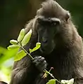 A celebes macaque eating leaf