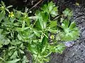 Celery-leaved buttercup, Ranunculus sceleratus, in the 'mangrove swamp'