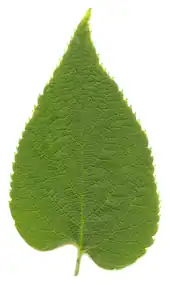 Leaf