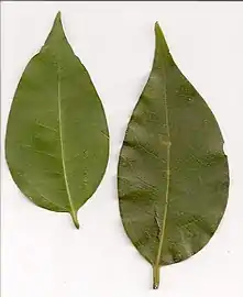 Mature leaves