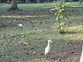 Cattle egrets