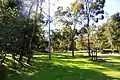 Grass and wood area