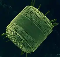 Centric diatom