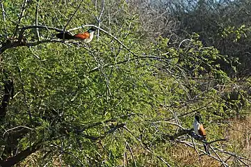 A pair in lowveld woodland in the Kruger Park